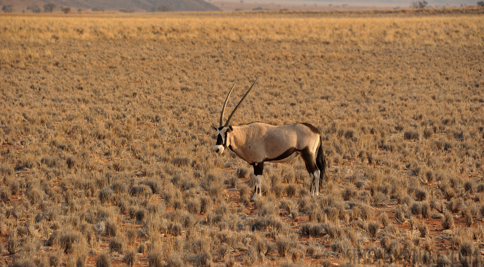 Oryx gazella [210 mm, 1/400 sec at f / 7.1, ISO 400]